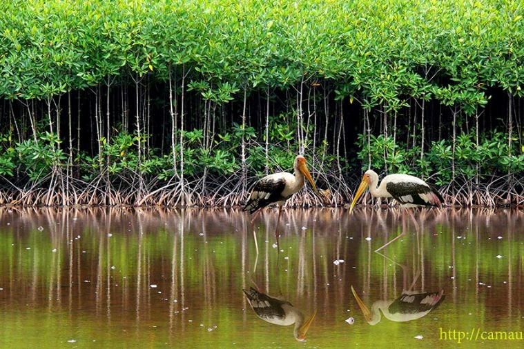 Tour Đà Nẵng – Cần Thơ – Sóc Trăng – Bạc Liêu – Cà Mau - 4 Ngày 3 Đêm